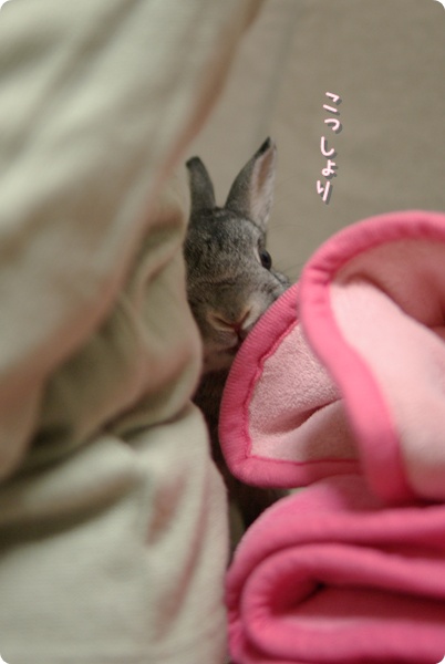 ちら〜り