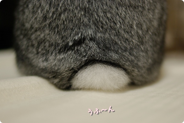 しっぽど〜ん!