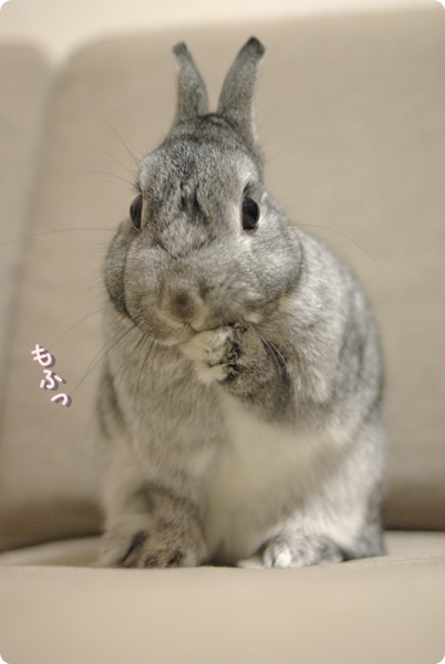 おててぴょこ