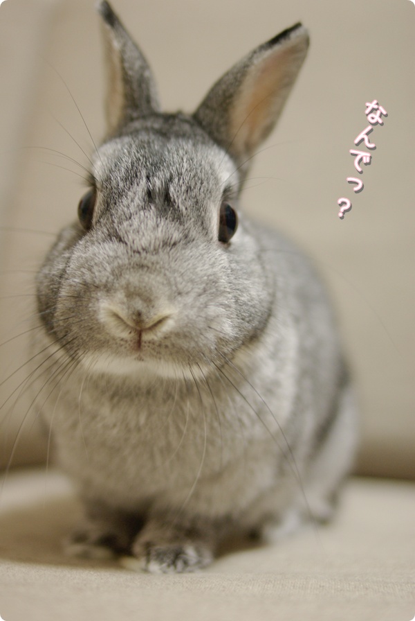 おかおぐい〜っ