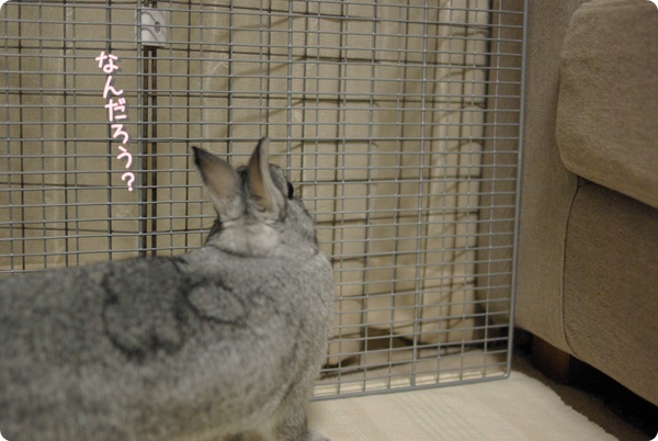 きになるきになる