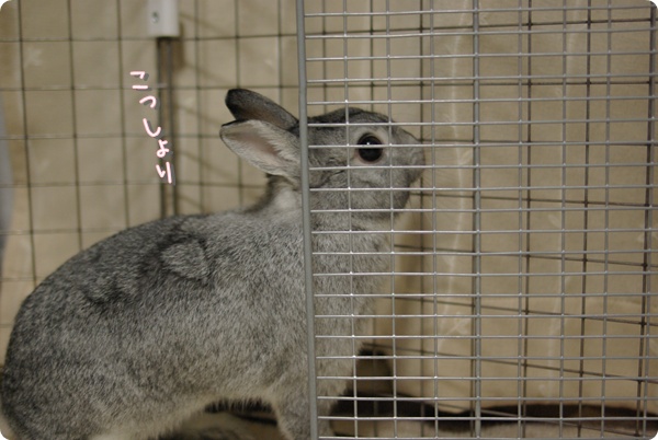 すっぽり