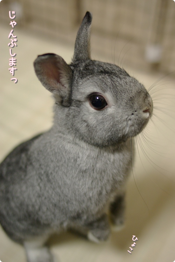 ぴょっこり