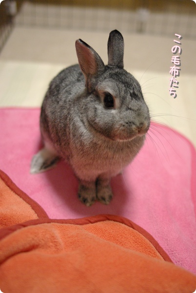 ねえねえ
