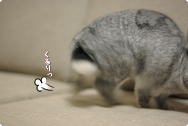 くるんと隠しちゃう