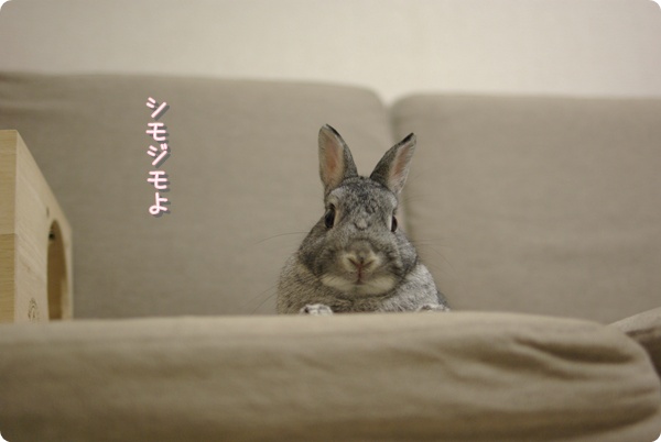 ほっほっほっ