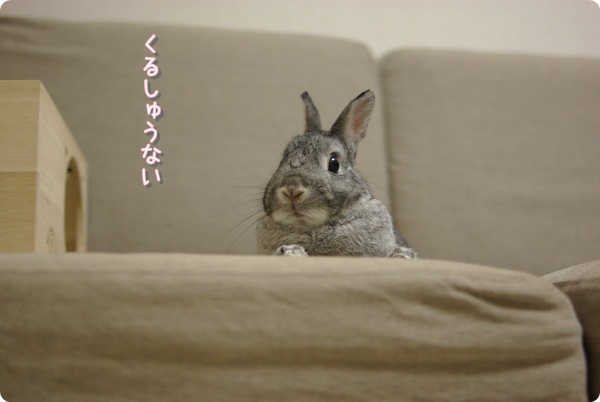 よきながめじゃ