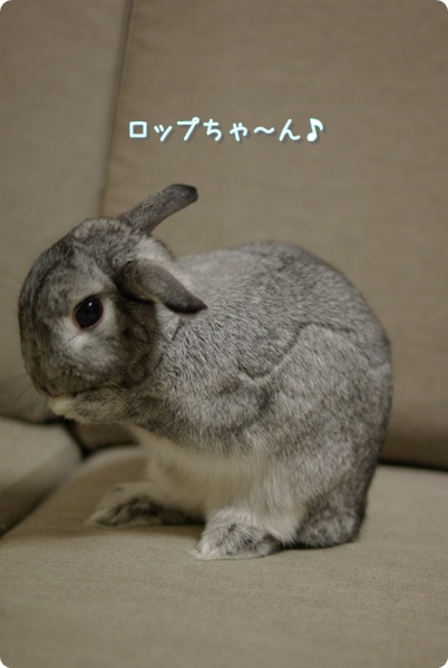 こっしょり