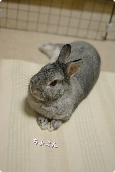 えっへん