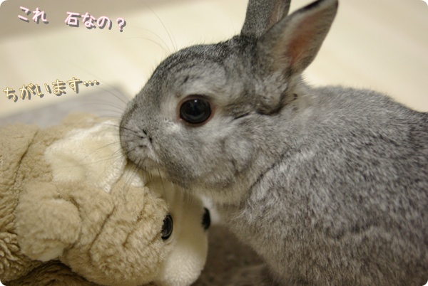 パコはぬいぐるみです