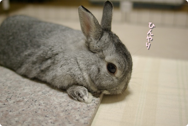 ぺろりんこ