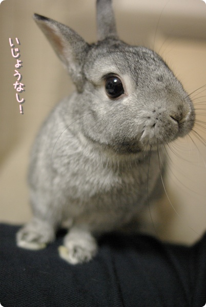へんじゃないよ!