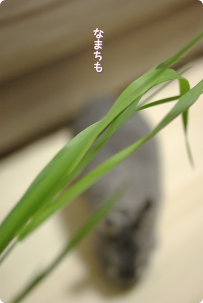 おいしい釣竿