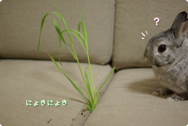 不自然に生えています…