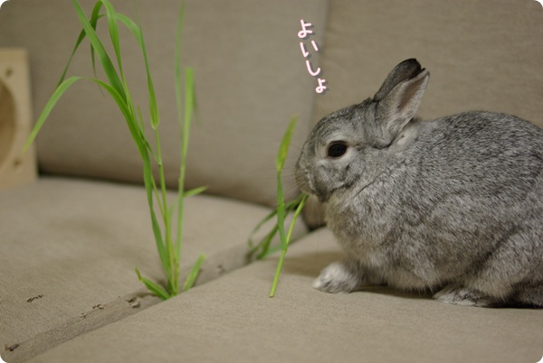 あ〜よっこいしょ