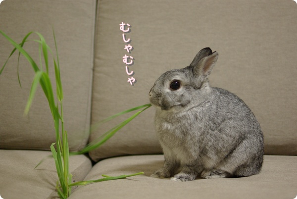 あら、この雑草おいしい♪
