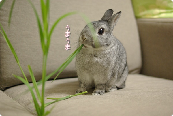 ごきげんうさぎ