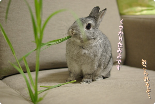 ギャグまで…