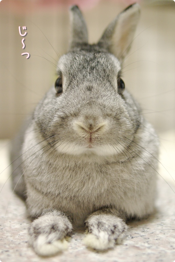 なにかしら