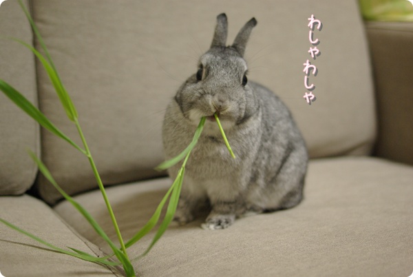 よくカミカミしてね