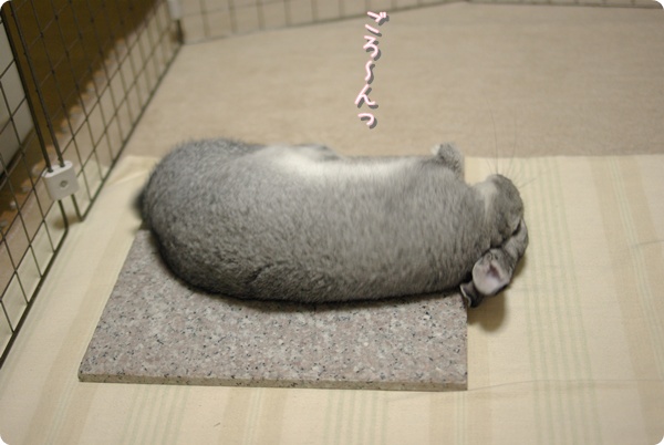 カールみたい