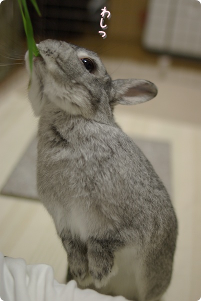 つかまえた!
