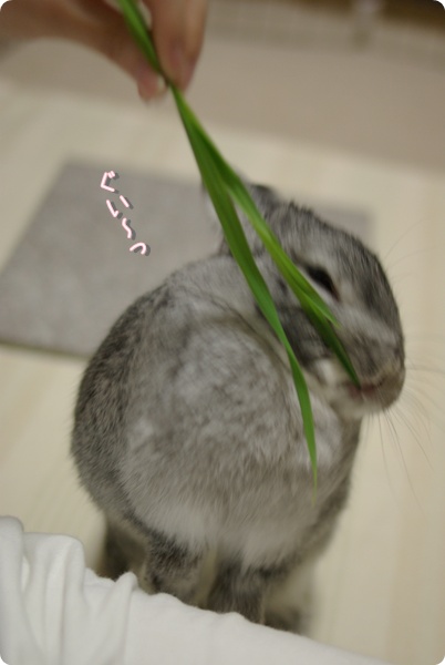 あたしのよ〜!