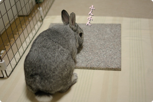 ごろんかな?