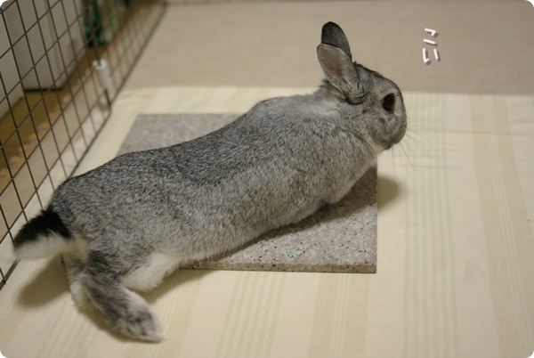 のびて〜
