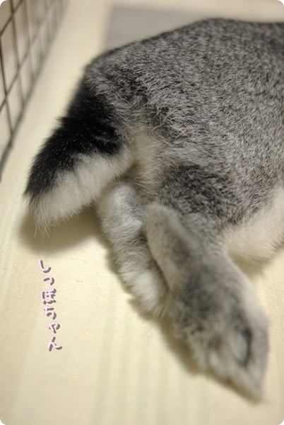 (*´д`*)