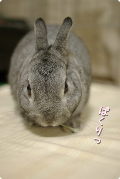 食べちゃうよ〜