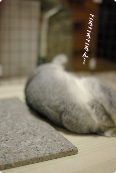 どこいくの〜?