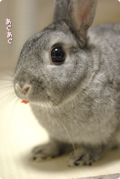 うまうま