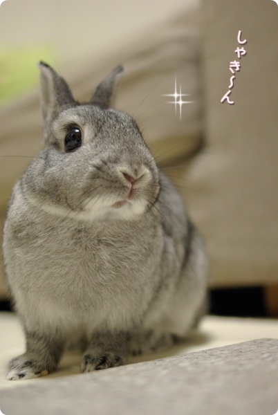 おいしかった…。