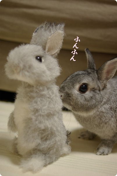 ぱやぱやふんふん