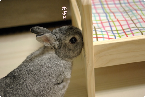 とりあえず噛むね