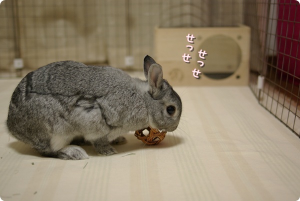 おしごとおしごと