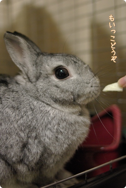 ふんっふんっ