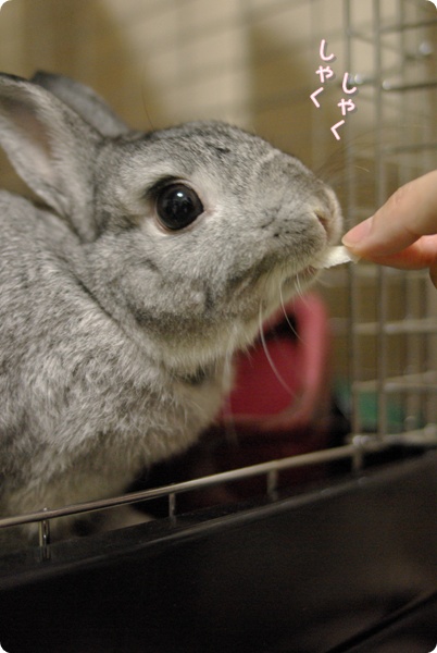 うまうまー
