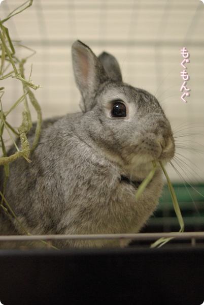 いっぽんぐい