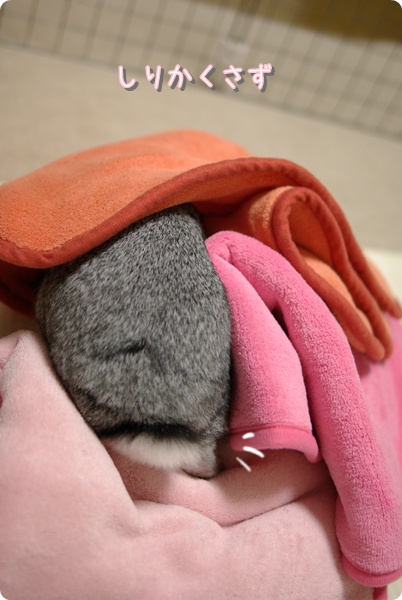 ひょっこり