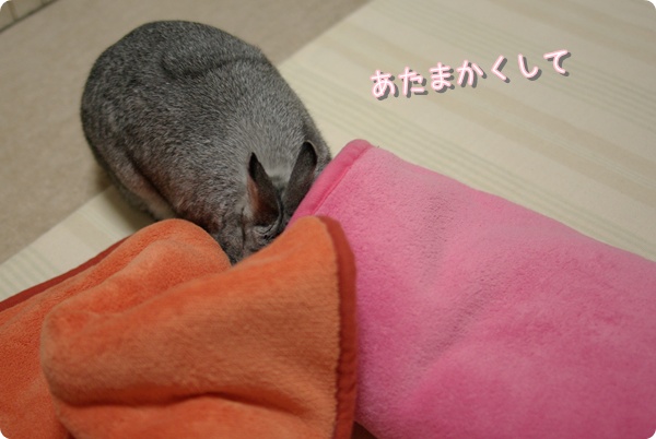 こっしょり