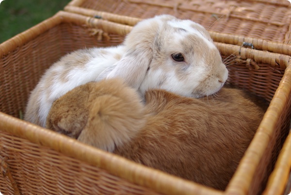ぎゅうぎゅう♪