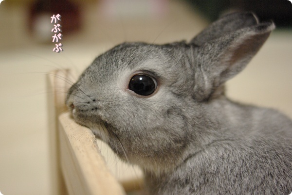 ちょっと白目