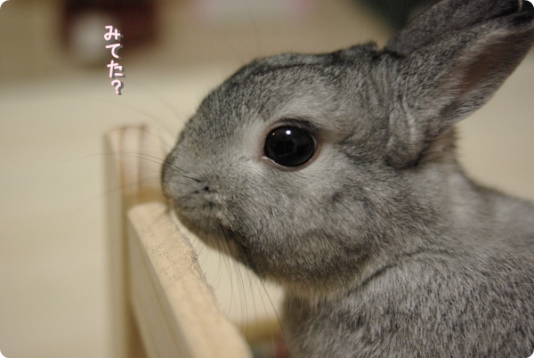 おすまし