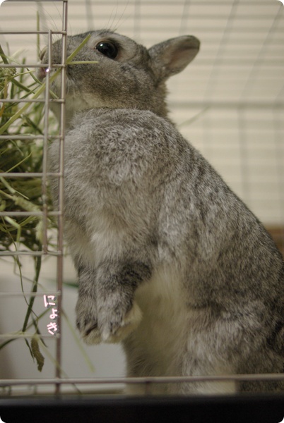 どれがいいかな