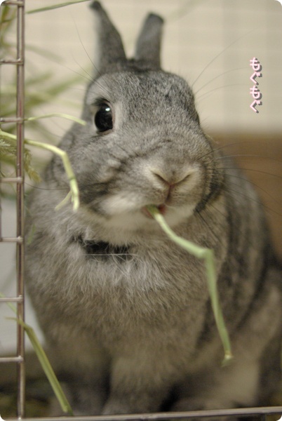 うまうま