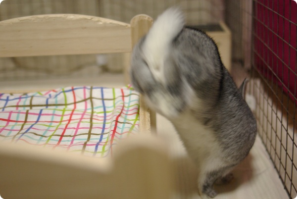 ぴょこたん