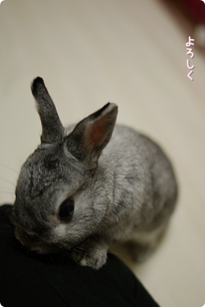 ぺこり