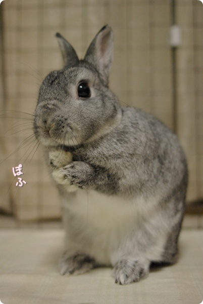 ぽふ